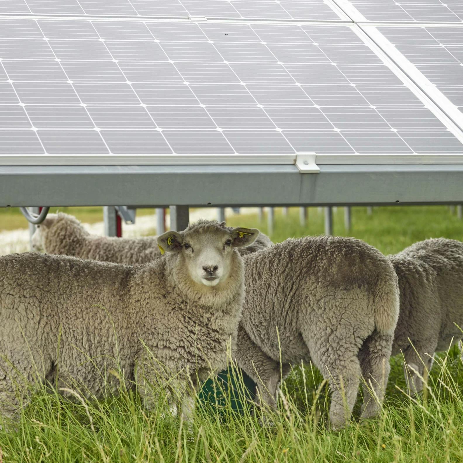 Just how big will the Tauhei Solar Farm be? 